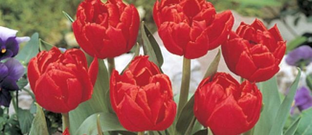 Bydgoskie tulipany...